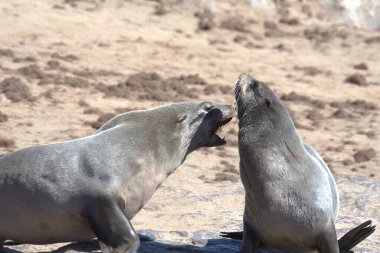 Sahilde deniz aslanı
