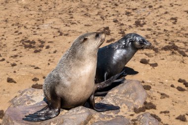 Sahildeki deniz aslanı.