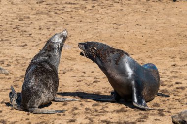 Deniz aslanı, Namibya 'da, Cape Crospoint' te fok balığı avlıyor..