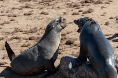 Kayanın üzerinde iki deniz aslanı.