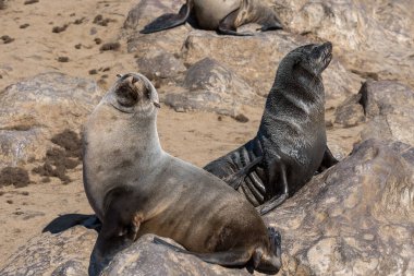 San Diego California 'da kayadaki deniz aslanları