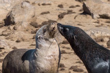 two seals in the galapagos islands ecuador