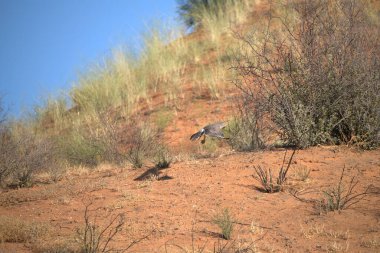 the red deer or deer ( buelus elelus ) is a species of the deer in the family of viridae ( bu