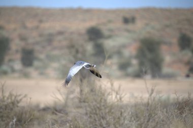 Bosque del Apache 'de kum tepesi vinci Ulusal New Mexico New Mexico