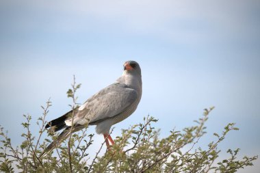 Doğadaki güzel kuşların manzarası