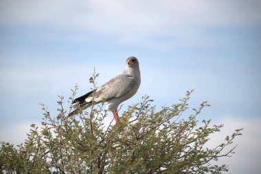Güvercin kuşunun vahşi doğadaki manzarası
