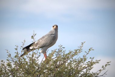 Parkta güzel bir kuş