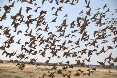 Gökyüzünde uçan martı sürüsü.