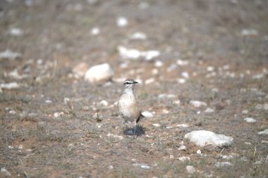 Sahadaki baykuşun yakın çekimi.