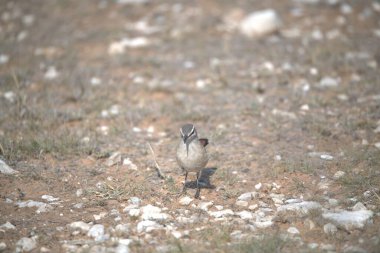 Kuş doğada yerde oturuyor..