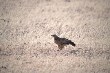 Otların arasında bir kuş