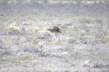 Otların arasında bir kuş