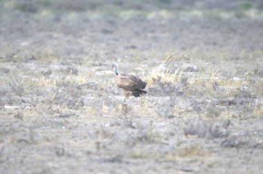 Kuru otla kaplı bir kuşun dikey görüntüsü.