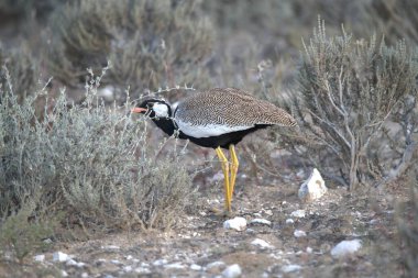 Siyah kuyruklu gerzek, doğal ortamında.