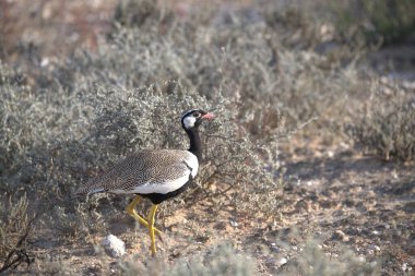 Kuş, vahşi doğada beyaz, siyah başlı bir turnadır (grus leucodus).