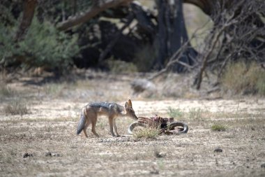 Ormanda kızıl tilki