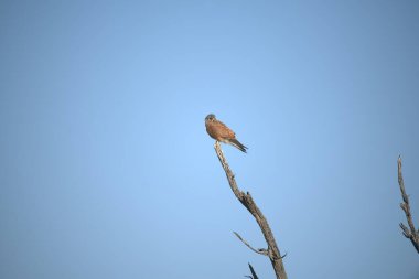 kırmızı uçurtma (milvus milvus) bir ağaca tünemiş