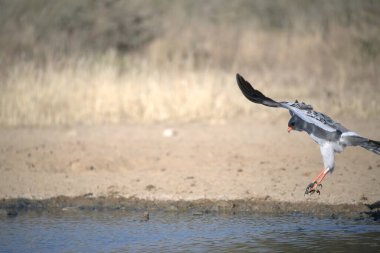 Kırmızı - kanatlı tişört - Kuzey İspanya 'da doğal bir yaşam alanında (phothruruus rumanruus )