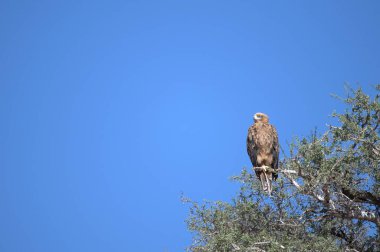 Gökyüzündeki kartal, vahşi yaşam doğa faunası