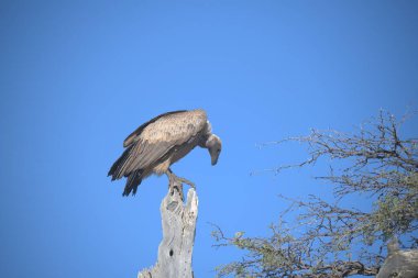 Ağaçtaki Afrikalı kartal