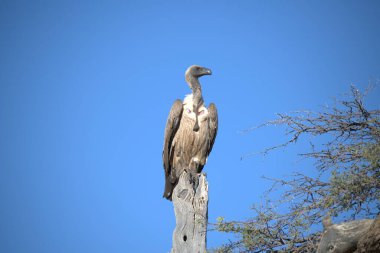 Doğadaki güzel kuşun manzarası