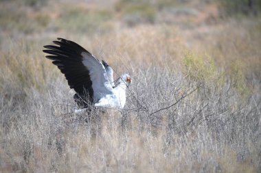 Kara sırtlı martı (larus carus) ağaçların üzerinde uçuyor, Kruger Ulusal Parkı, Güney Afrika ;