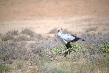 Yeşil alanda bir kuşun dikey görüntüsü.
