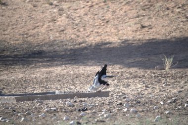Güzel bir kuş manzarası