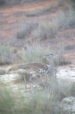 Ormandaki güzel kuş