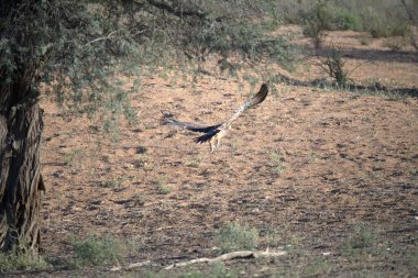 Güneşli bir günde Orta Doğu 'da uçan güzel bir kuş.