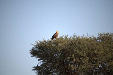 Ormandaki güzel bir kuş manzarası.