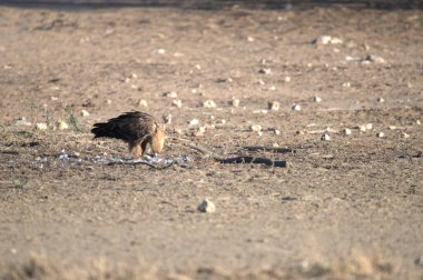 a closeup shot of a bird in the desert