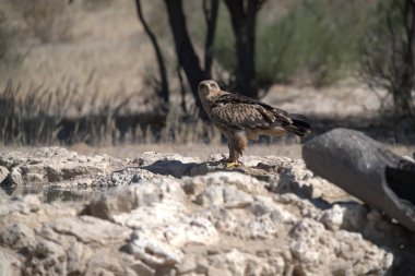 İspanya 'da bir kayanın üzerindeki kartal