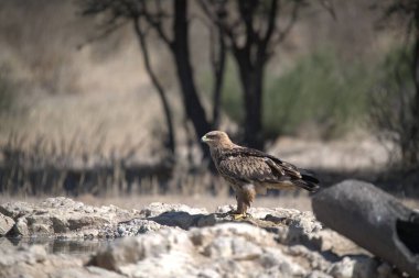 Gündüz vakti ormanda bir baykuşun yakın çekim görüntüsü.