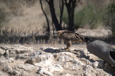 Parktaki genç bir kuşun güzel bir fotoğrafı.