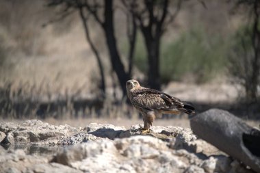 Açık mavi bir arkaplanı olan bir kartalın bir sahanın ortasındaki yakın çekim görüntüsü.