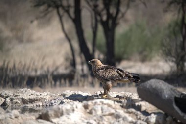 Güzel beyaz kartalın yakın plan fotoğrafı.