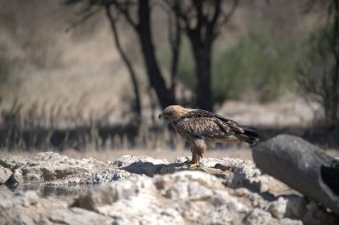 Güzel beyaz bir kuşun dikey görüntüsü.