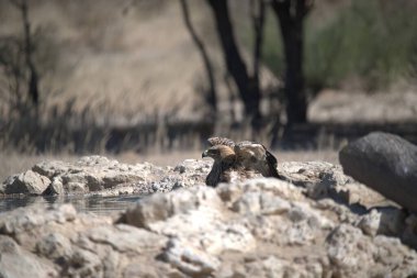 Kumsaldaki sevimli kahverengi kuyruklu kuşun yakın plan fotoğrafı.