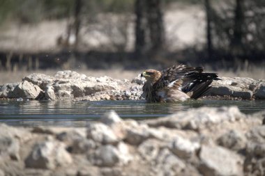 Göldeki güzel kuş