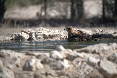 Doğadaki güzel kuşun manzarası
