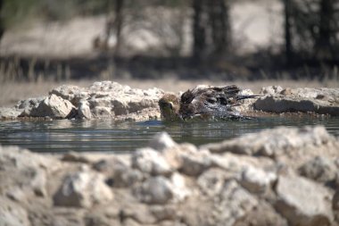 Sudaki güzel bir kuşun yakın plan çekimi.