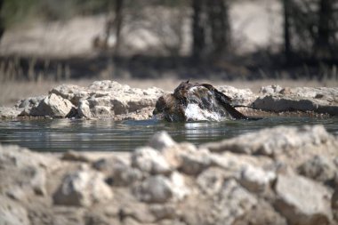Ormandaki güzel nehir