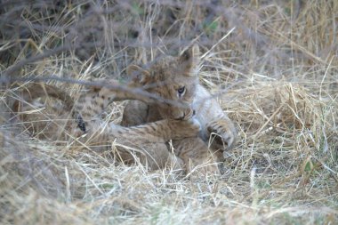 Savanadaki çita, vahşi yaşam hayvanı