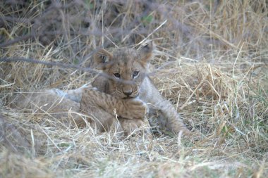 Aslan vahşi, Güney Afrika 'da