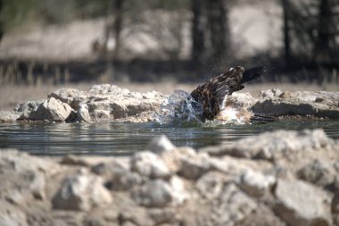Sudaki bir kuşun güzel bir görüntüsü.
