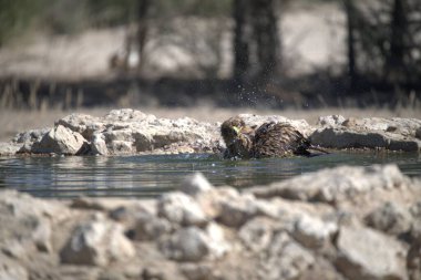 Yaban ördekleri Nehri üzerinde