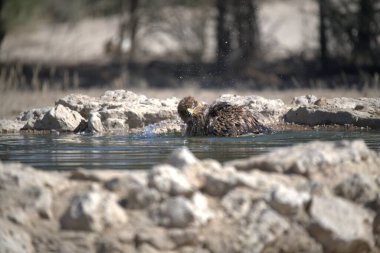 Su yüzeyinde bir kuş oturuyor.