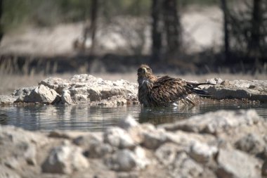 Sudaki genç bir kuşa yaklaş.