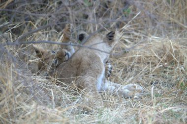 Kenya savanındaki aslan